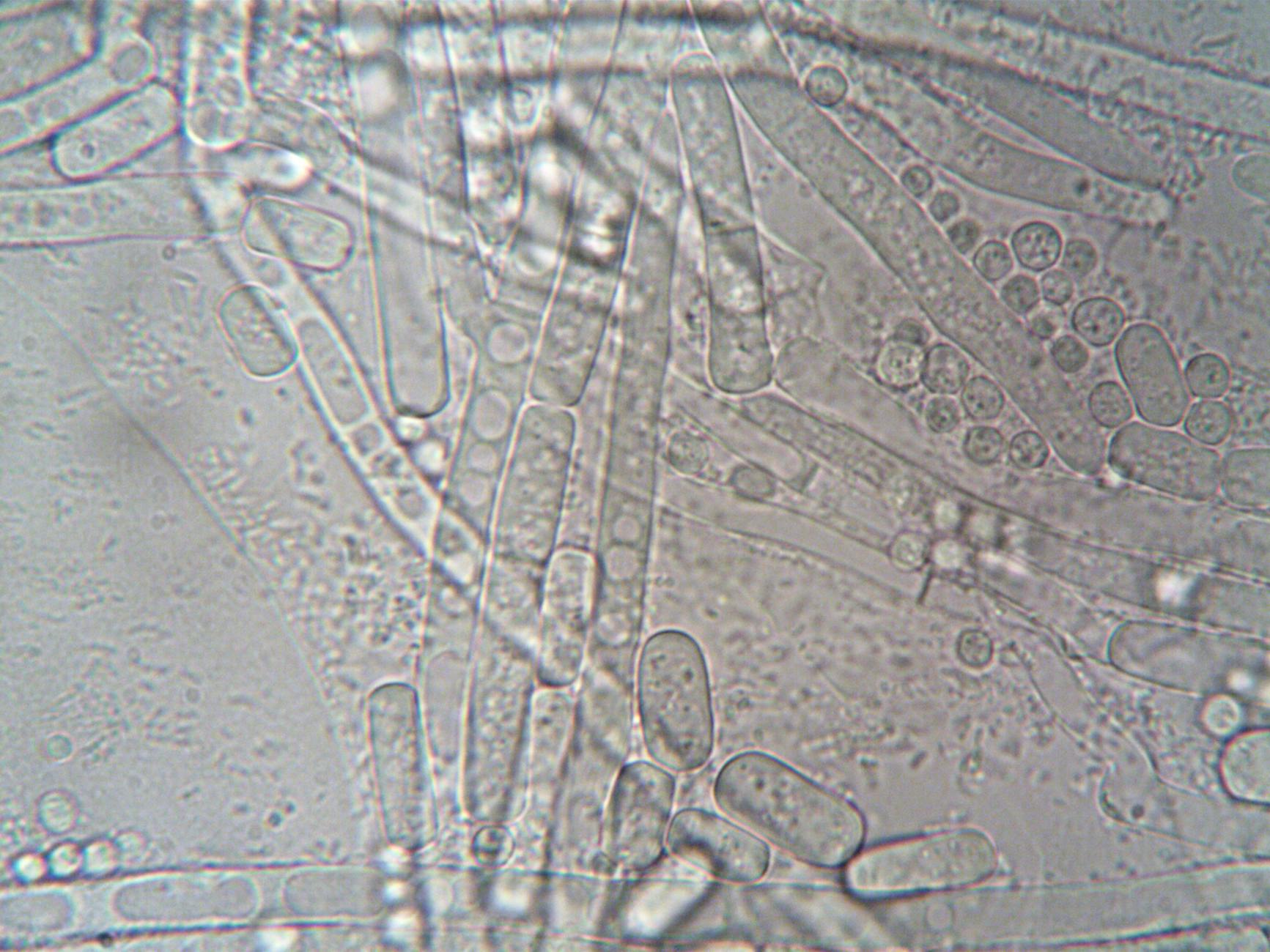 microscopic view of particles